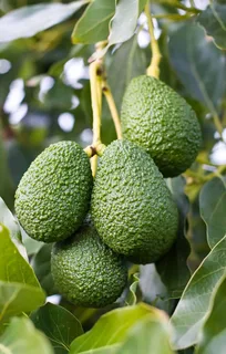 avocado